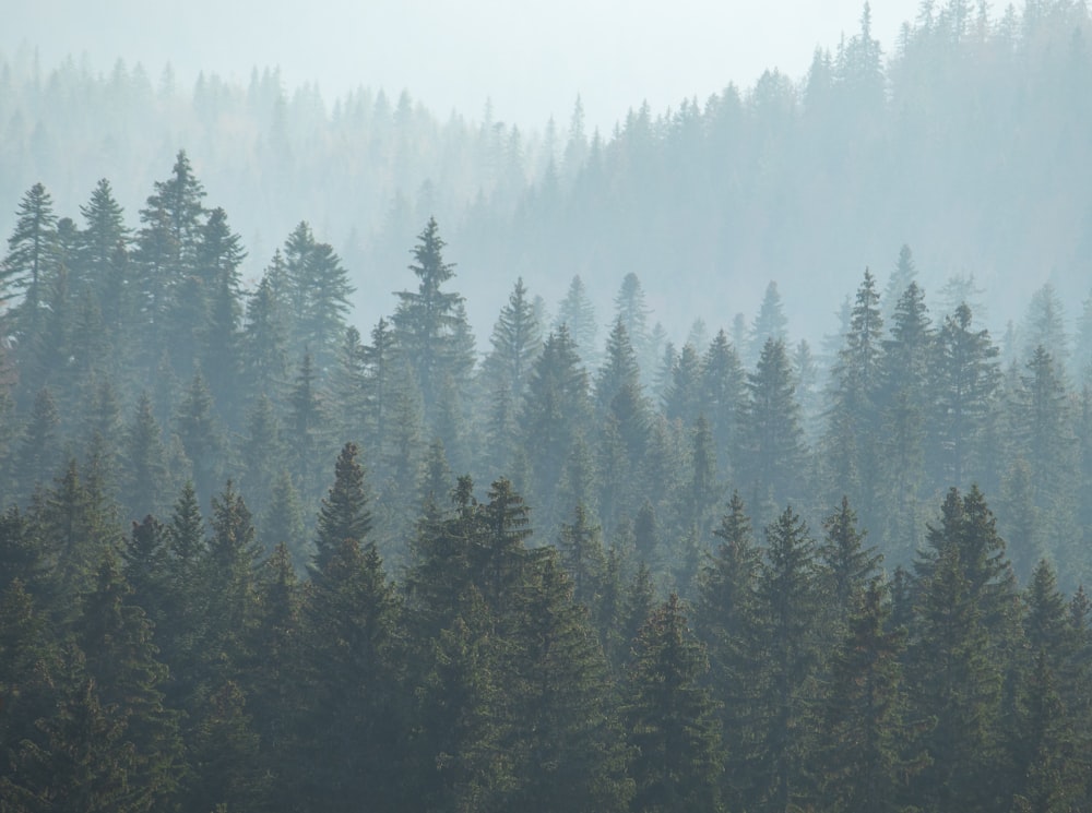 a forest filled with lots of tall pine trees