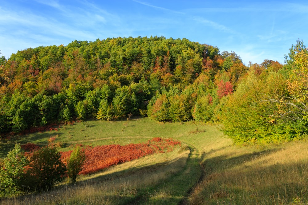 a grassy field with trees in the background