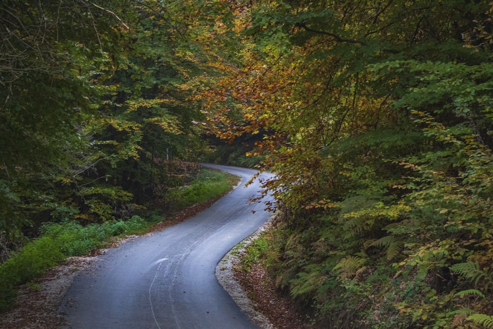 a curve in the road surrounded by trees