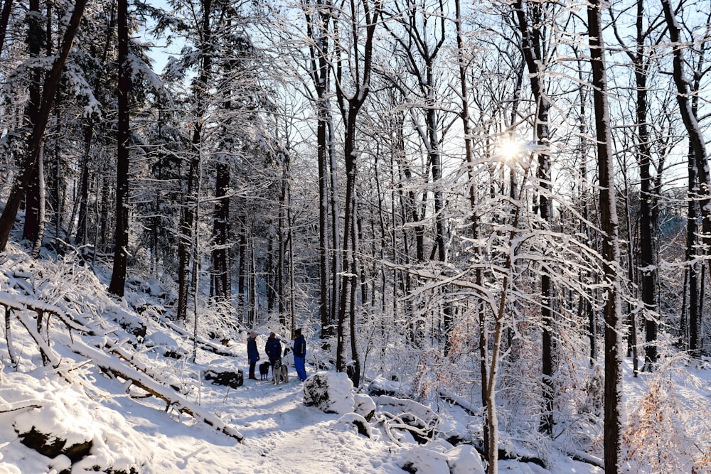 a group of people walking through a snow covered forest