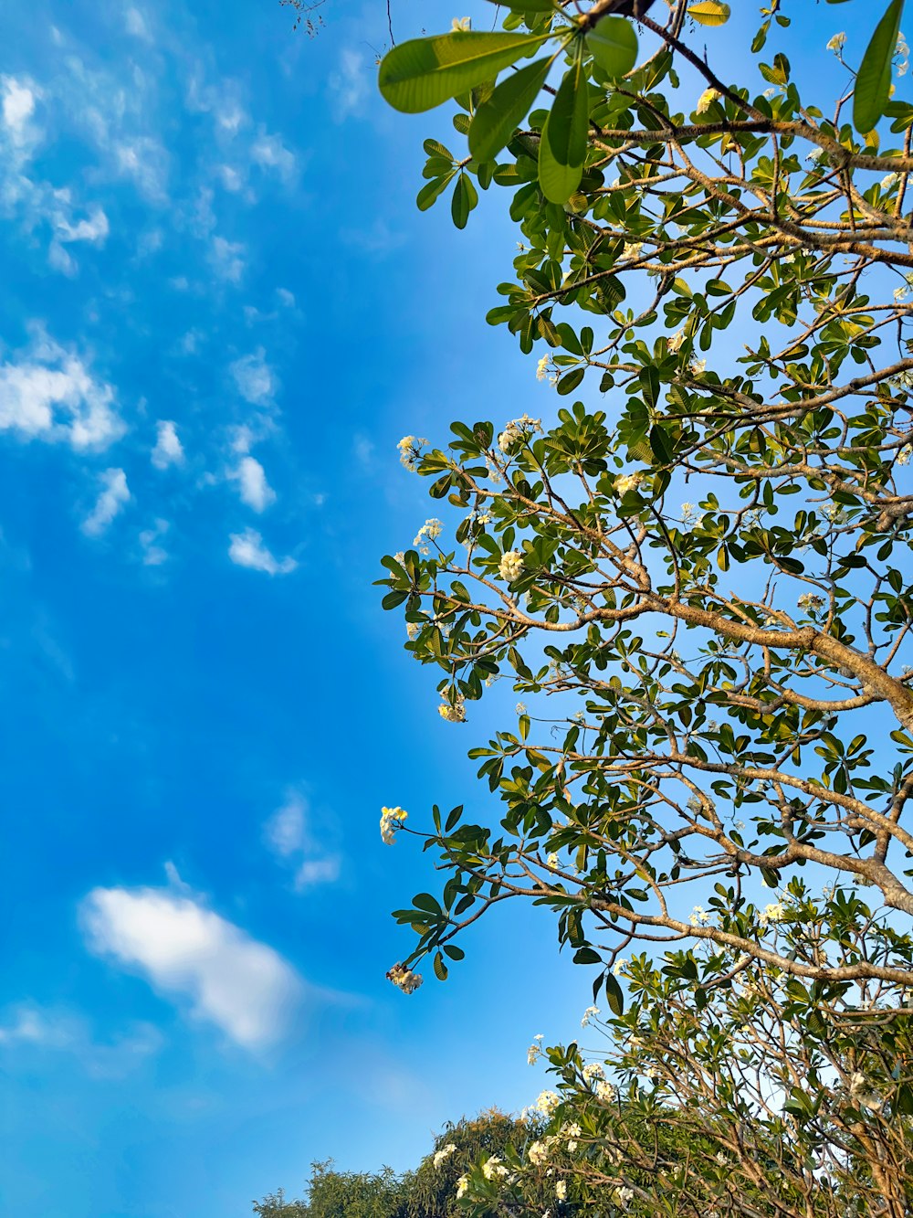 a blue sky with some clouds and some trees