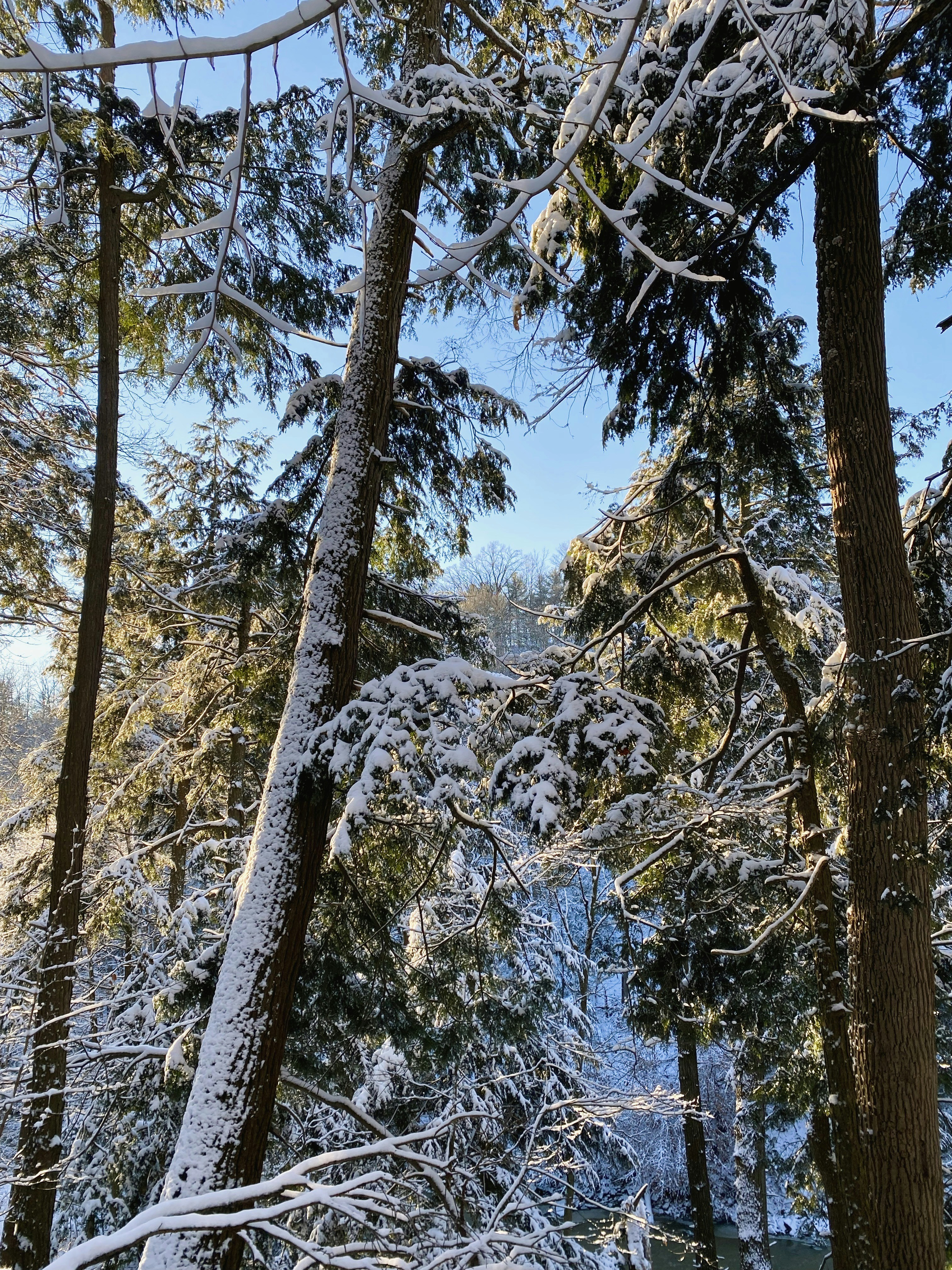 a snow covered forest filled with lots of trees