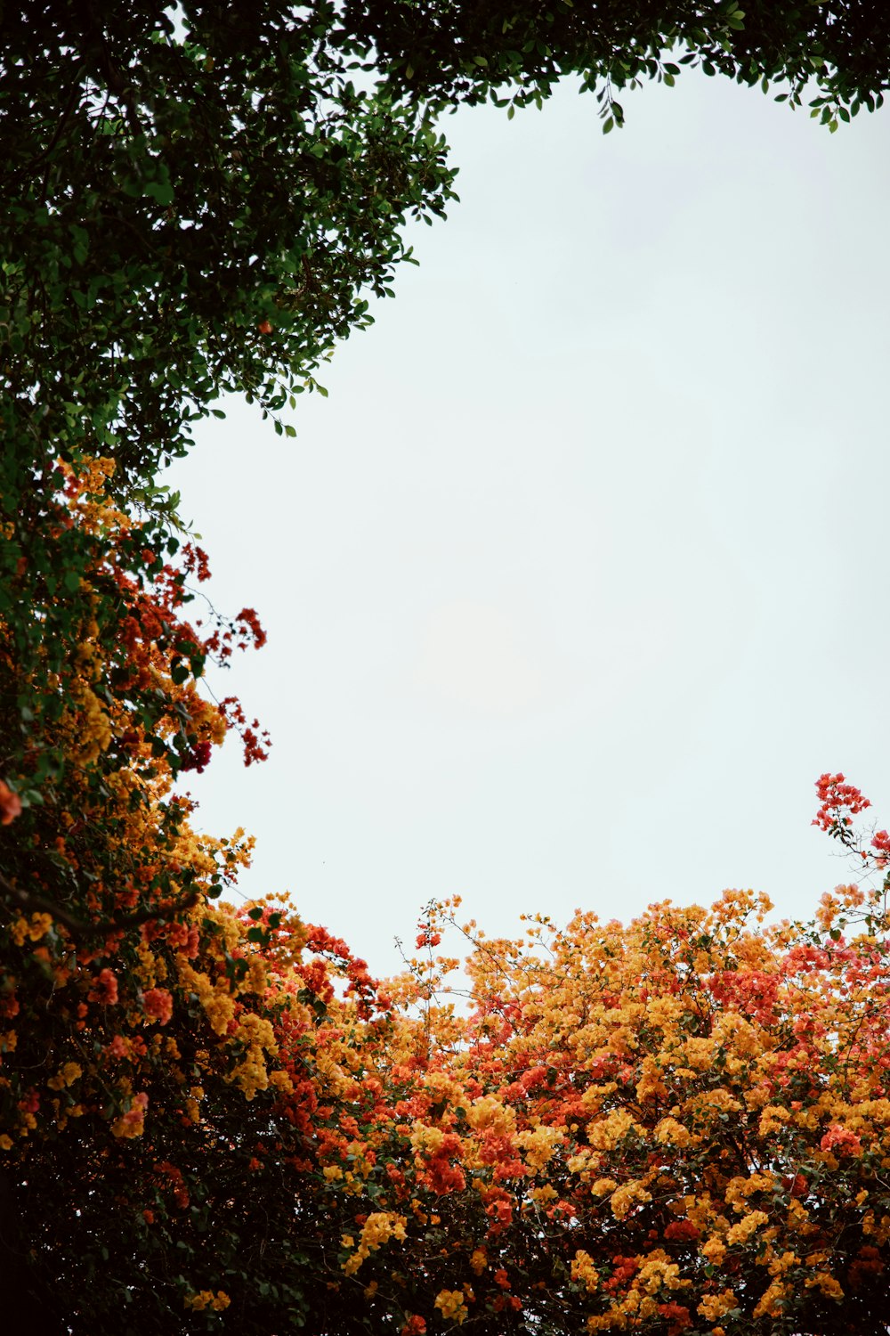 Una imagen de un árbol con flores amarillas y rojas