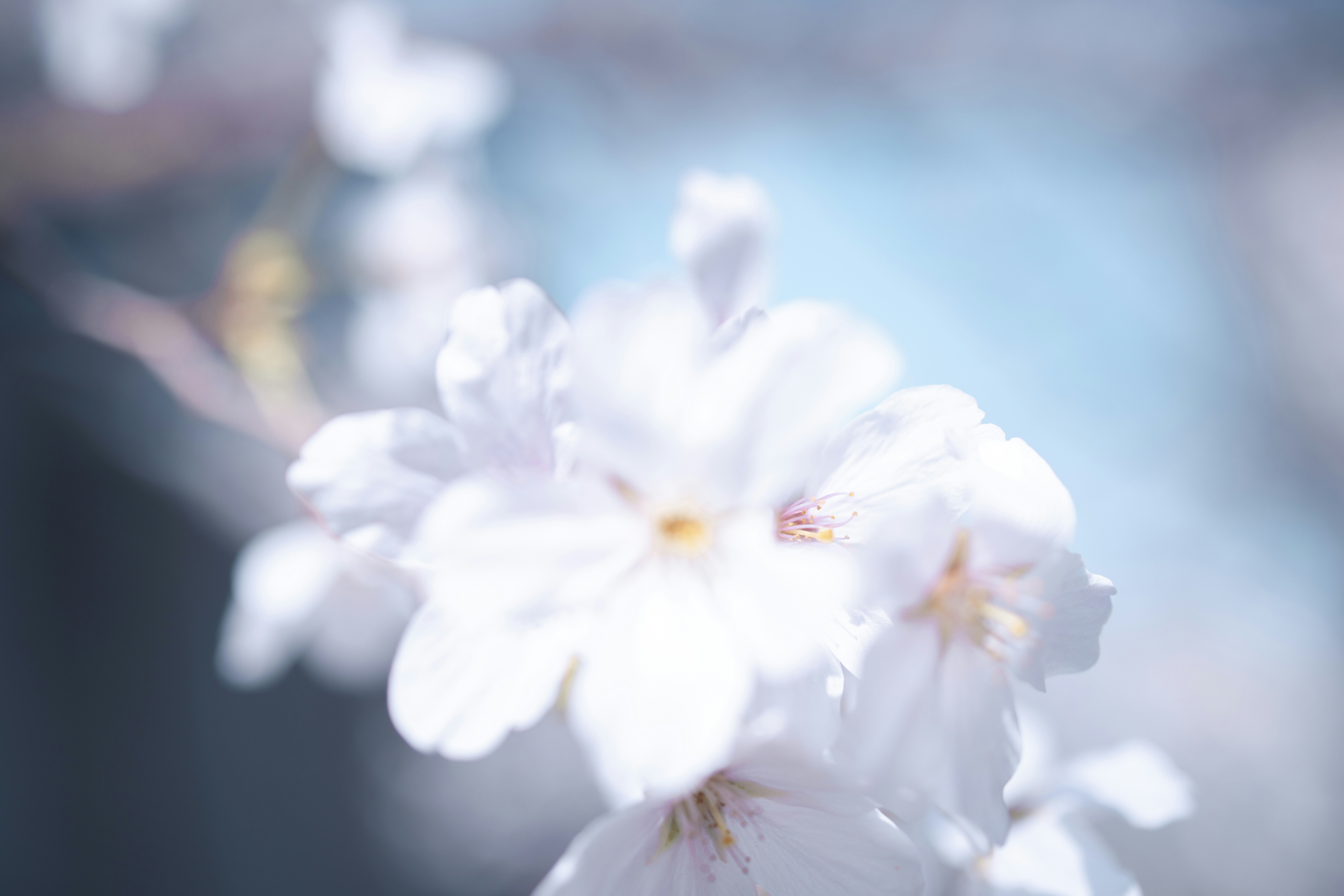 a close up of a white flower on a branch