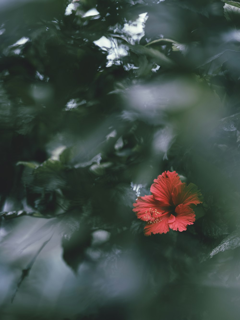 a red flower sitting in the middle of a forest