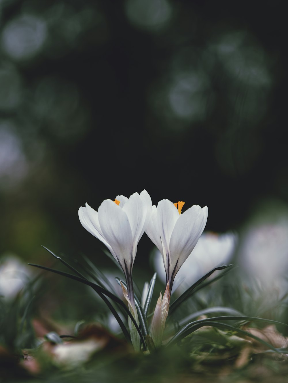 a couple of white flowers sitting on top of a lush green field