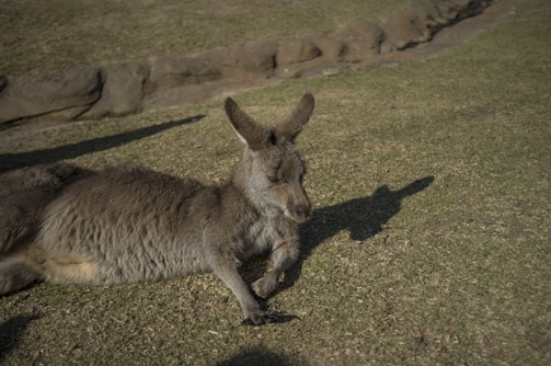 A kangaroo resting near a golf green under clear skies.