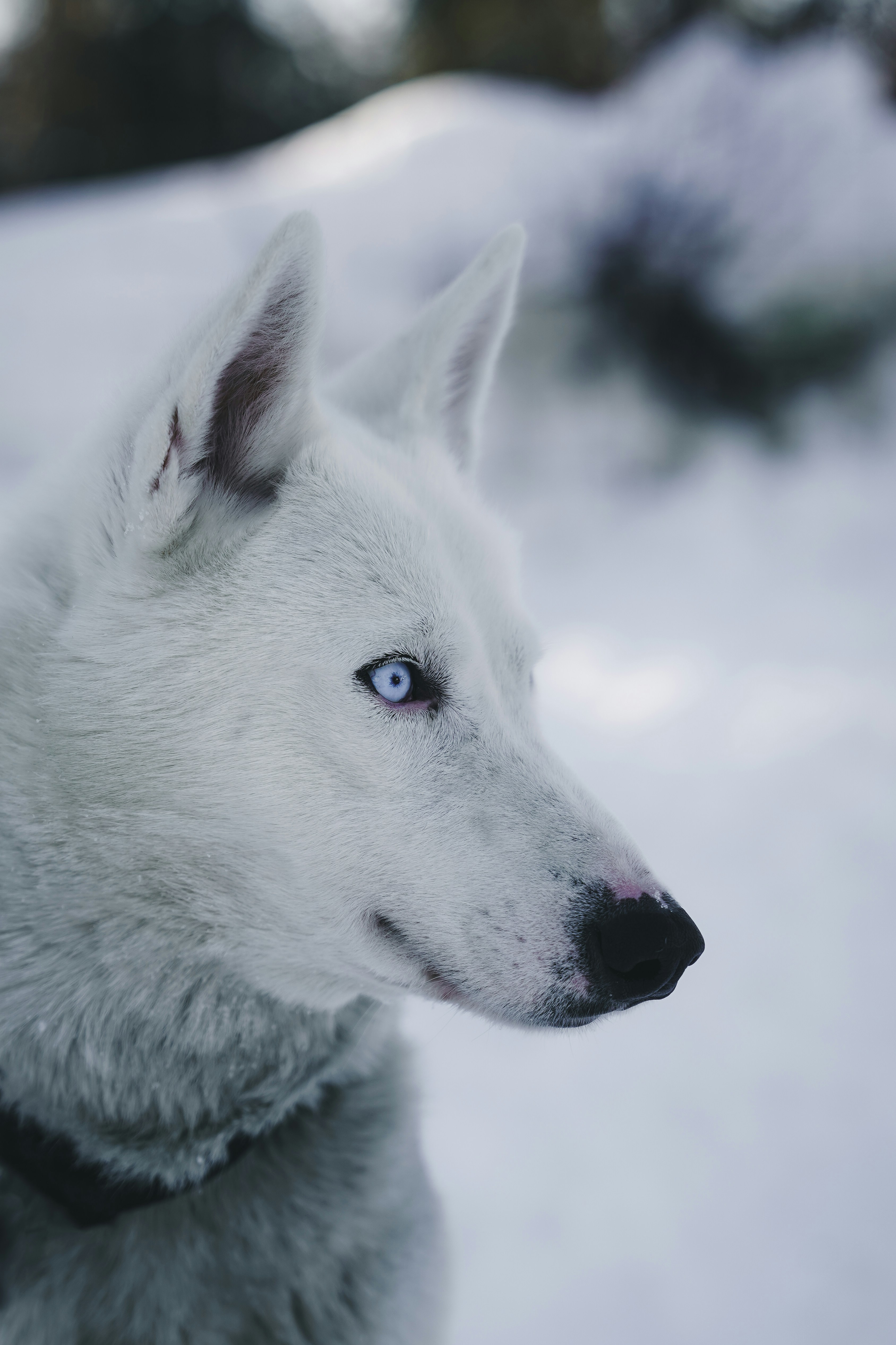 A close up of a white dog with blue eyes photo – Free Dog Image on Unsplash, image size:3000x4500