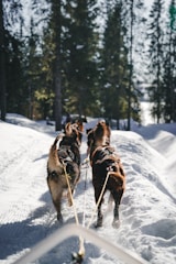 A working dog pulling a cart through a wooded trail.