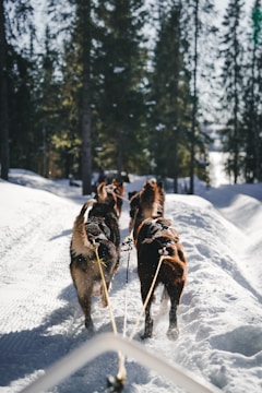 A working dog pulling a cart through a wooded trail.