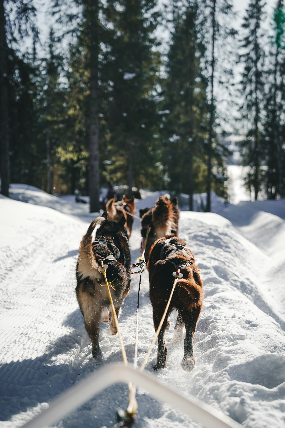 a group of dogs pulling a sled through the snow