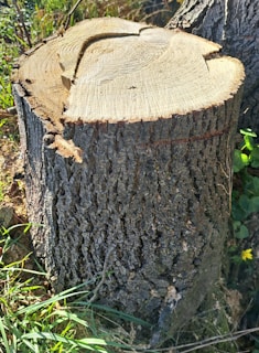 A tree stump with rough, textured bark is surrounded by grass and some foliage. The top of the stump has visible growth rings, indicating where the tree was cut. Sunlight casts shadows, highlighting the wood grain and bark pattern.