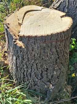 A tree stump with rough, textured bark is surrounded by grass and some foliage. The top of the stump has visible growth rings, indicating where the tree was cut. Sunlight casts shadows, highlighting the wood grain and bark pattern.