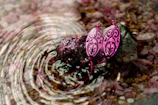 Silver earrings shaped like wildflowers displayed on smooth river stones.