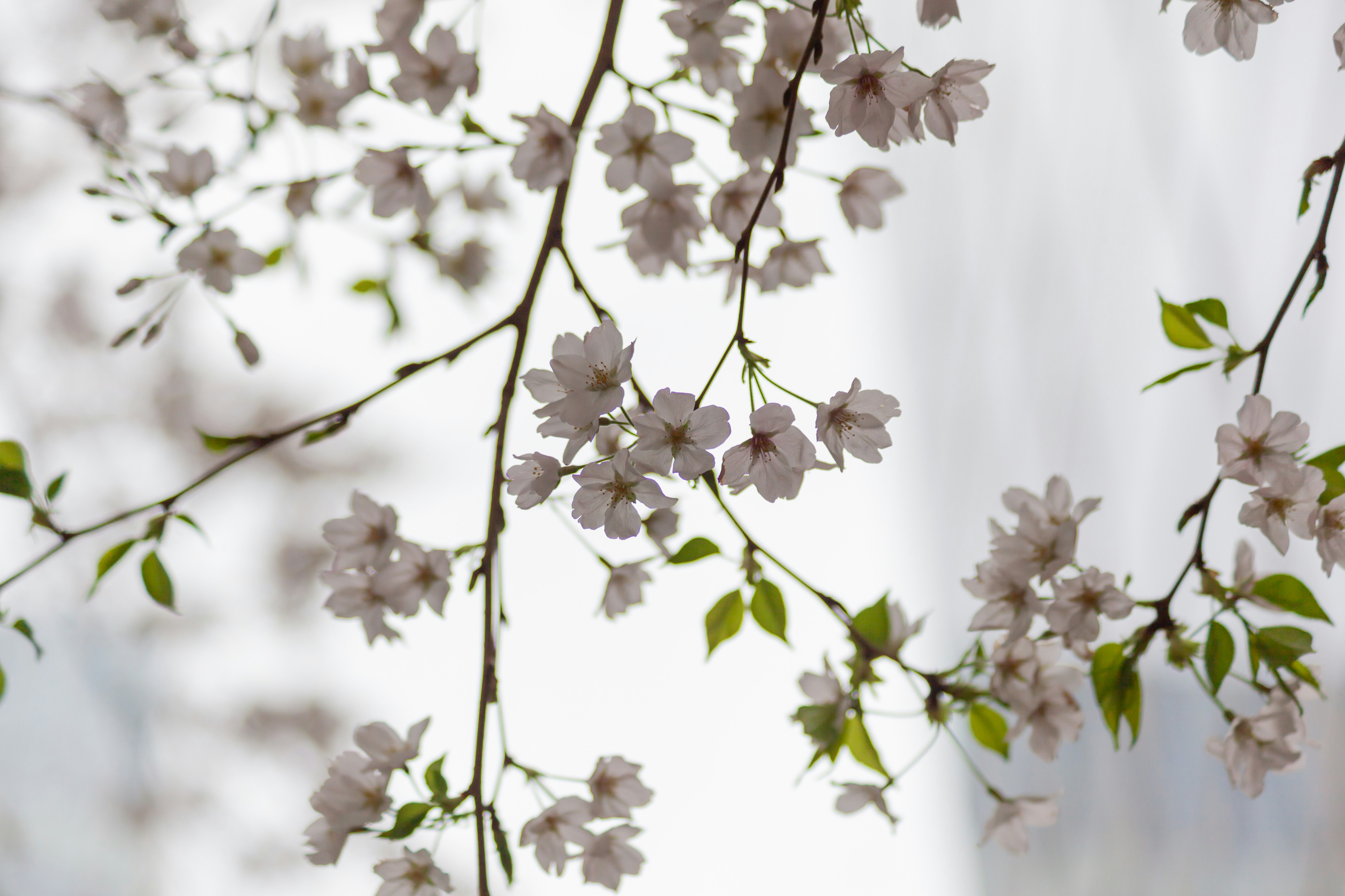 Photo by takatsuchida