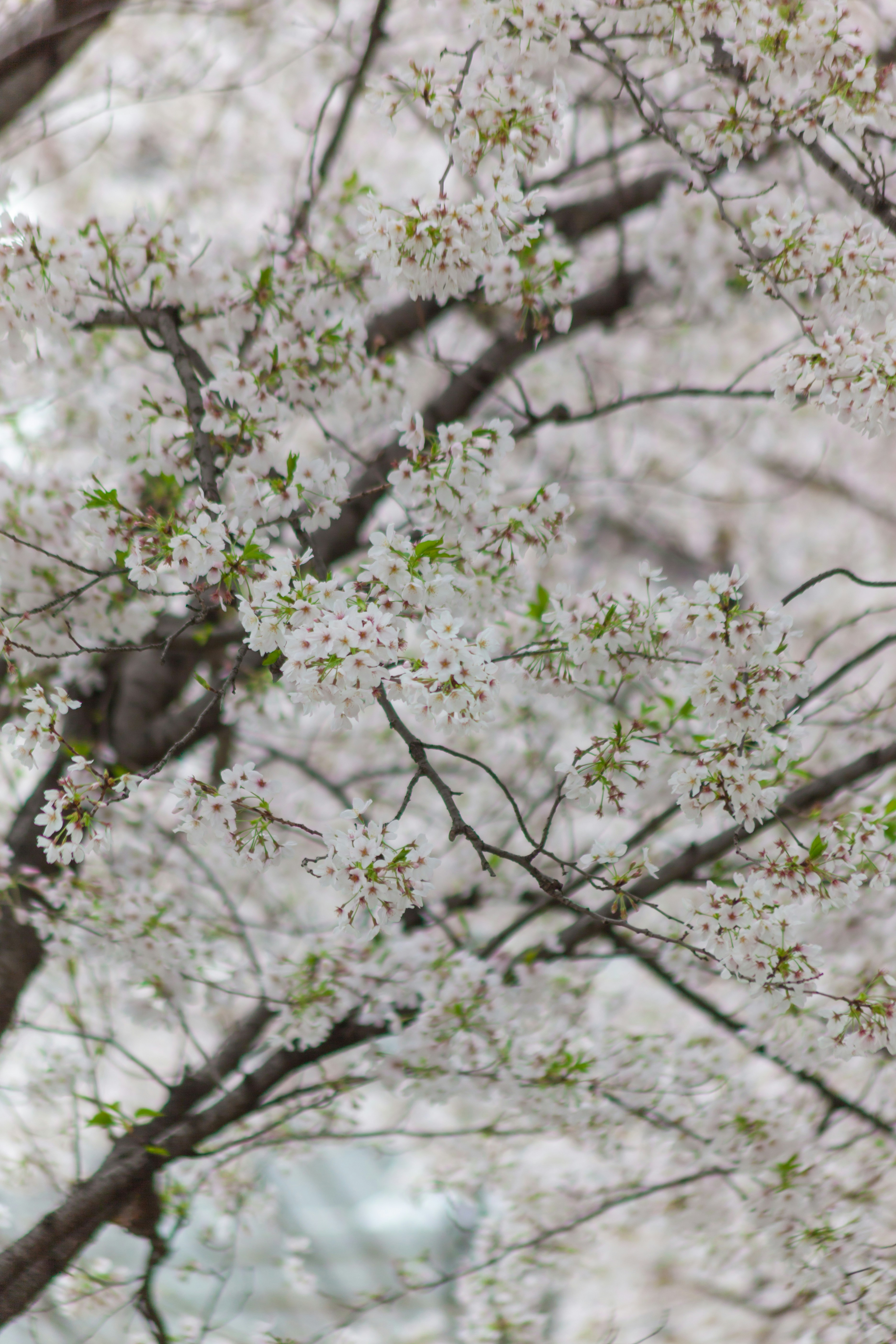 Photo by takatsuchida