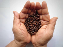 Close-up of hands holding freshly roasted coffee beans with rich brown tones.