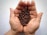 Close-up of a hand holding freshly roasted coffee beans with a rustic wooden background.