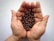 Two hands are cupped together holding a collection of dark roasted coffee beans. The background is a soft white, emphasizing the rich, deep color of the beans and the texture of the skin on the hands.