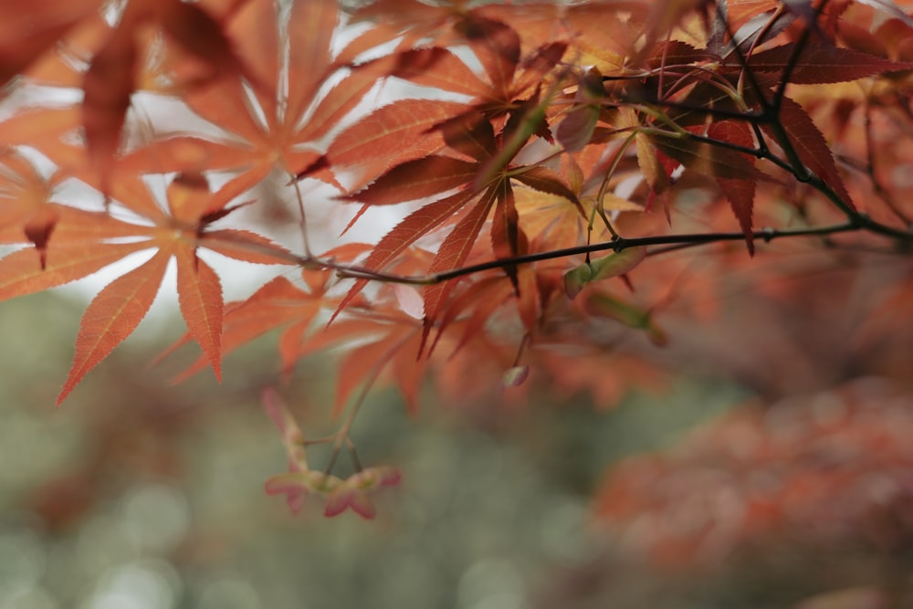 a close up of a tree with red leaves