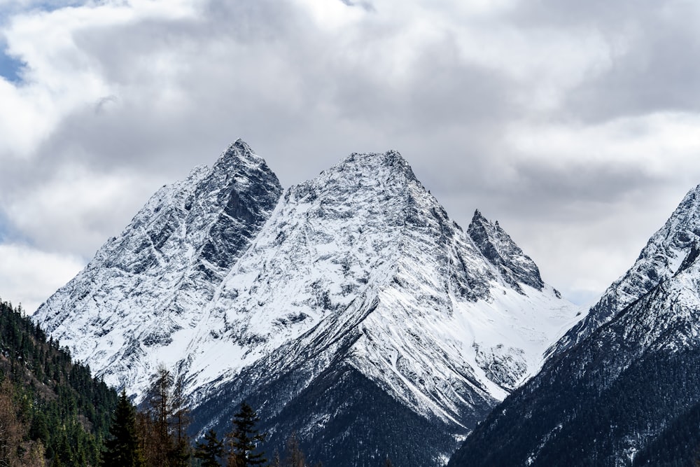 a snowy mountain range with pine trees in the foreground