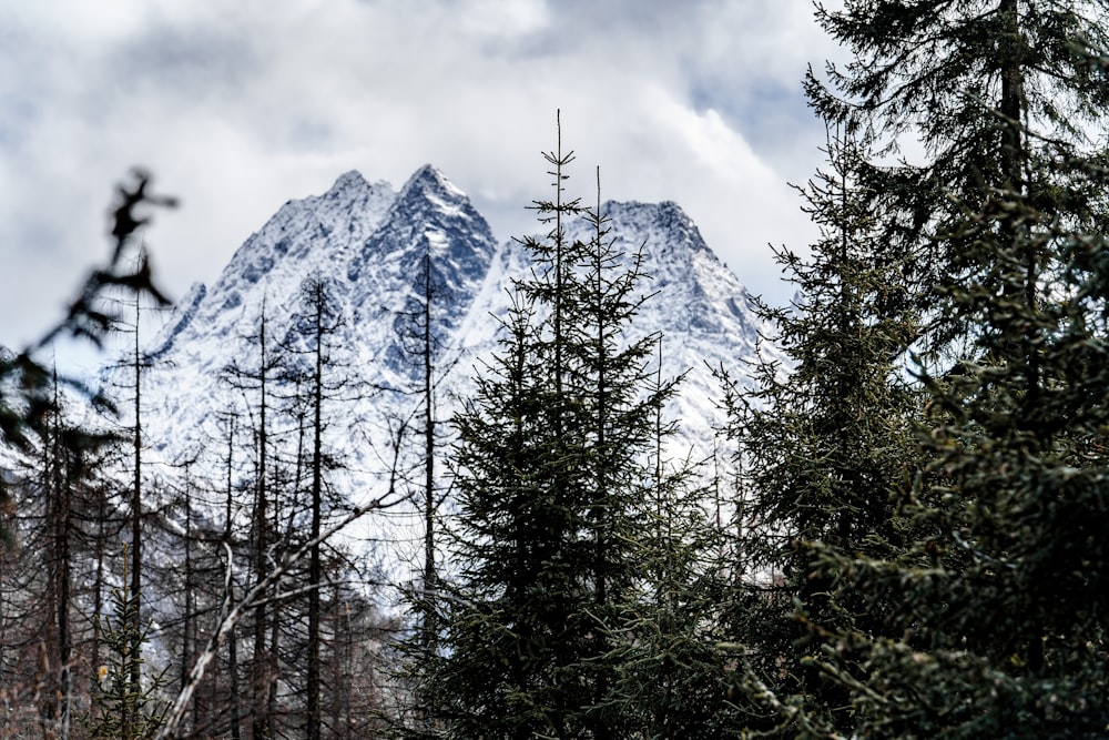 a snow covered mountain in the distance with trees in the foreground