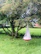 An inviting outdoor swing chair hanging from a tree, surrounded by lush greenery.