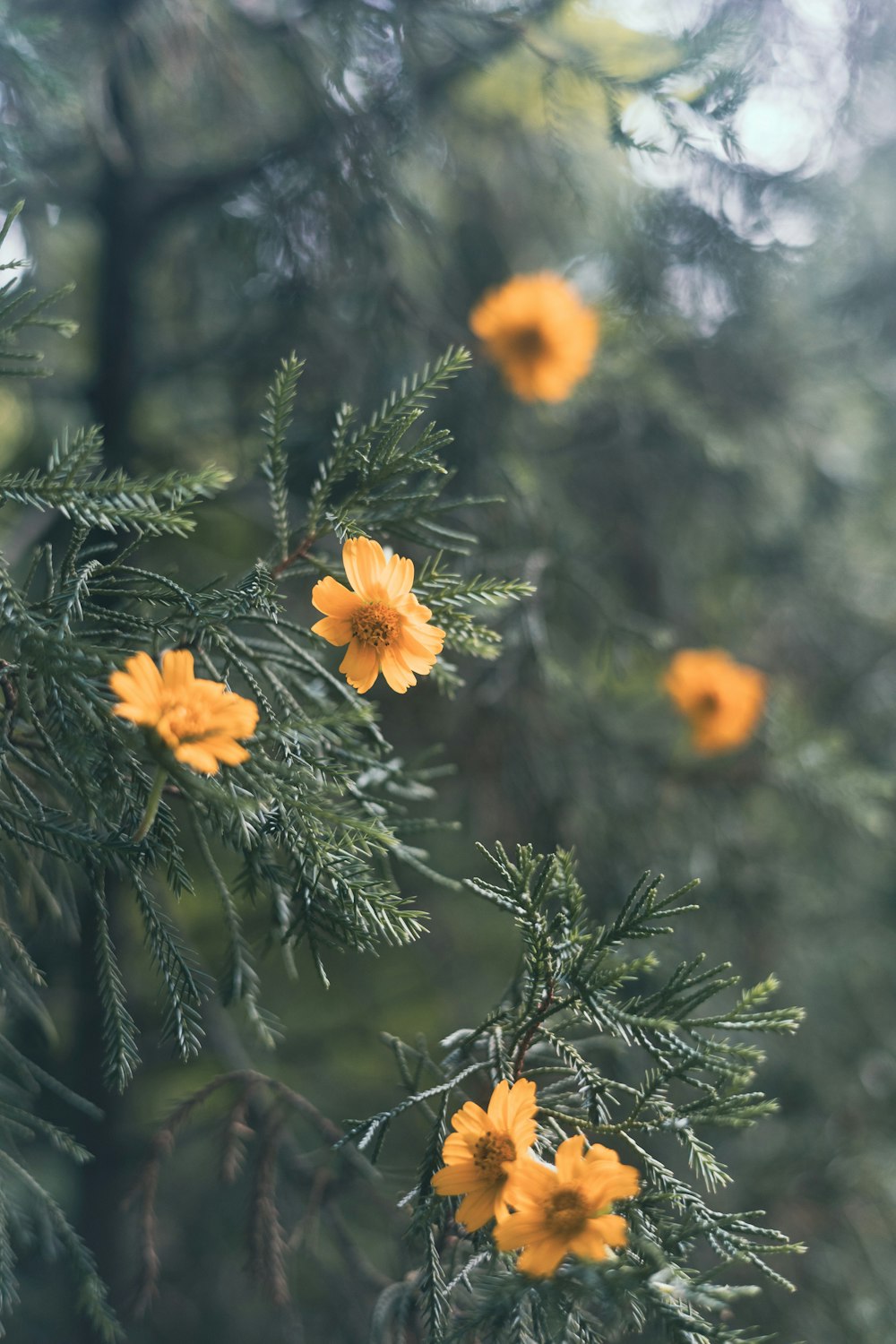 a close up of a pine tree with yellow flowers