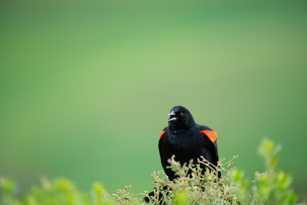 a black and orange bird sitting on top of a lush green field