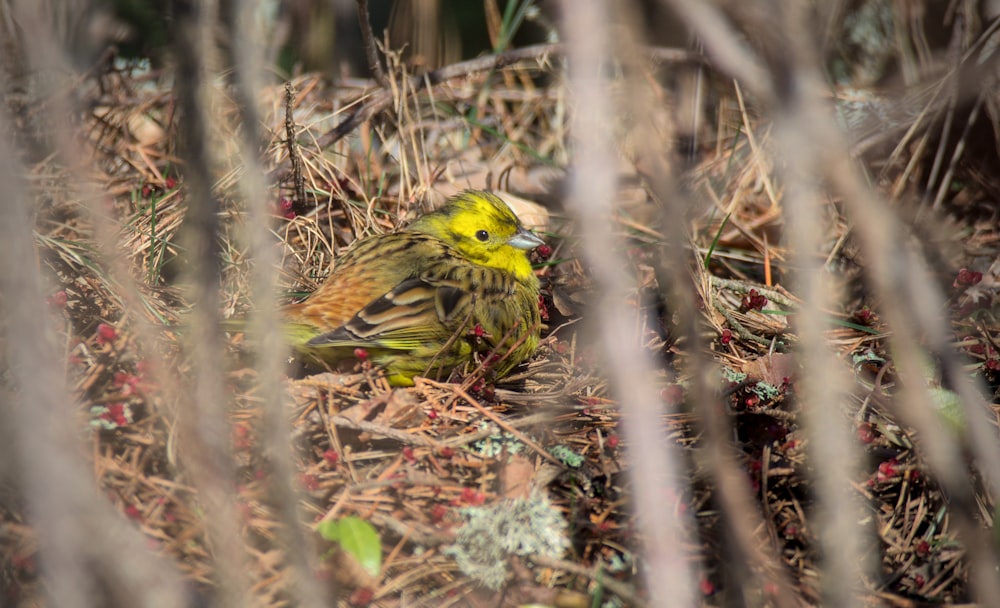 a small yellow bird sitting on the ground