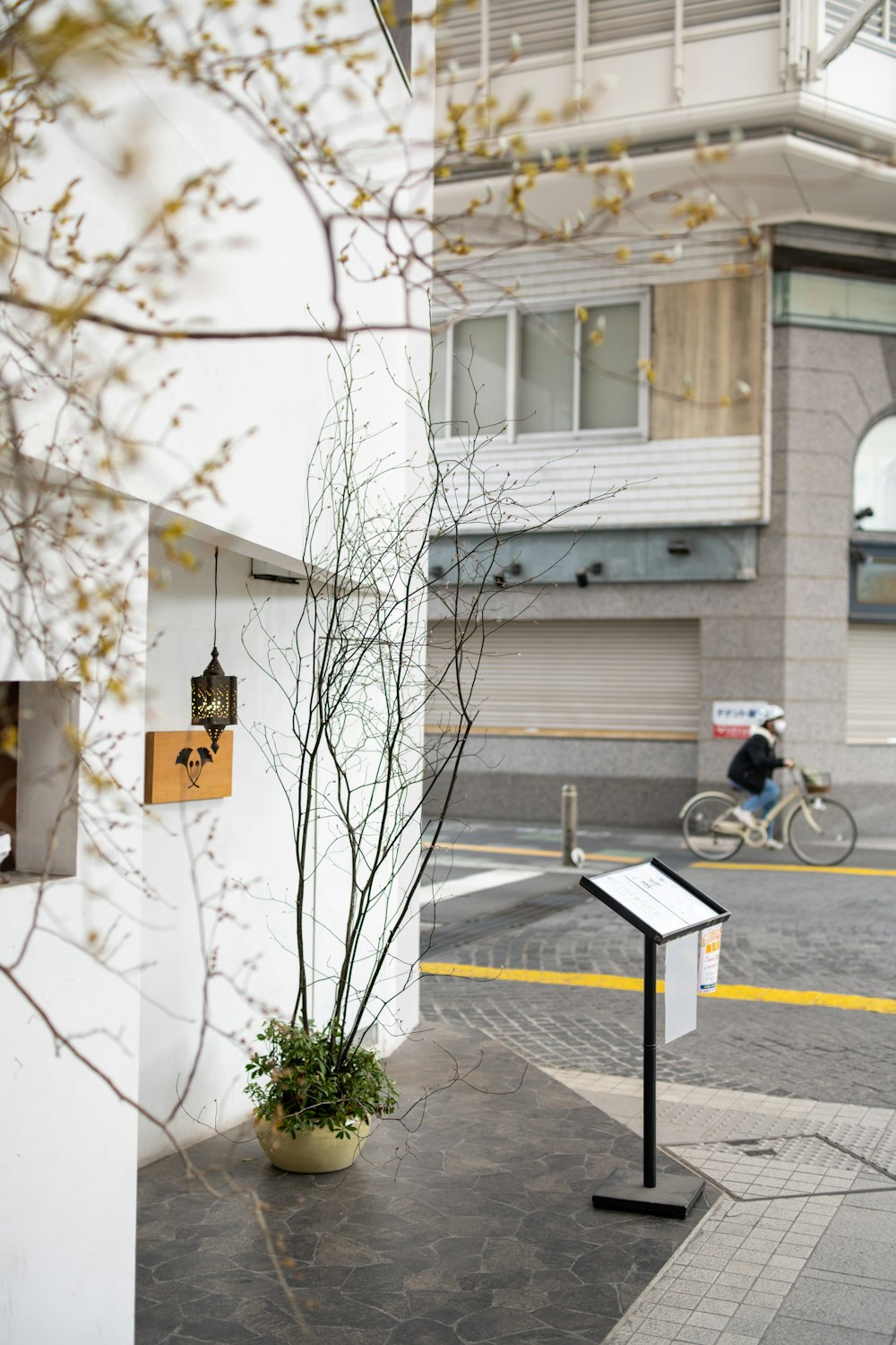 a tree in a pot next to a building