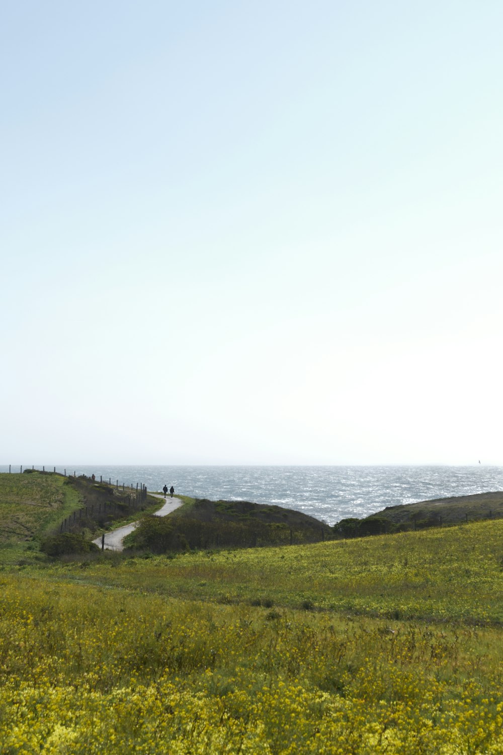 a grassy field with a path leading to the ocean