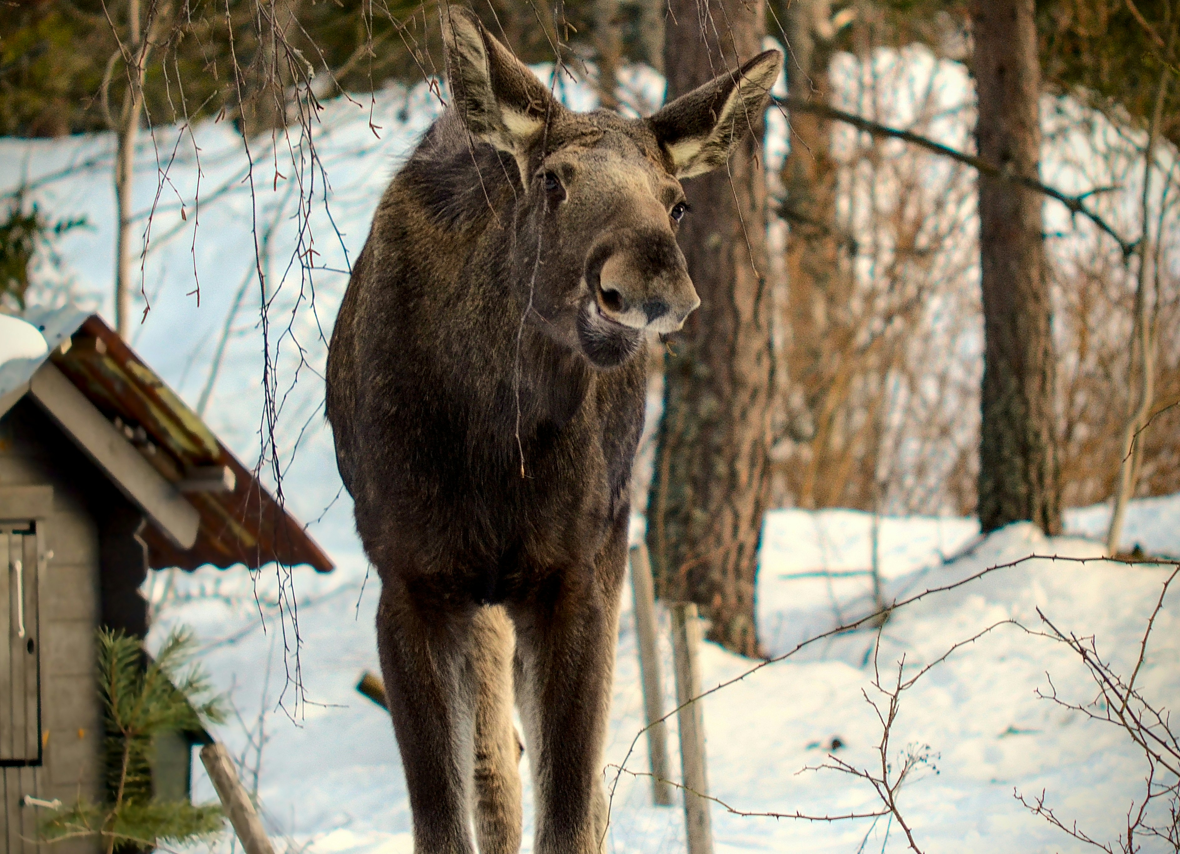 Semaglutide in Moose, WY: A Practical Guide to GLP-1 Weight Loss Support With Local Reality in Mind