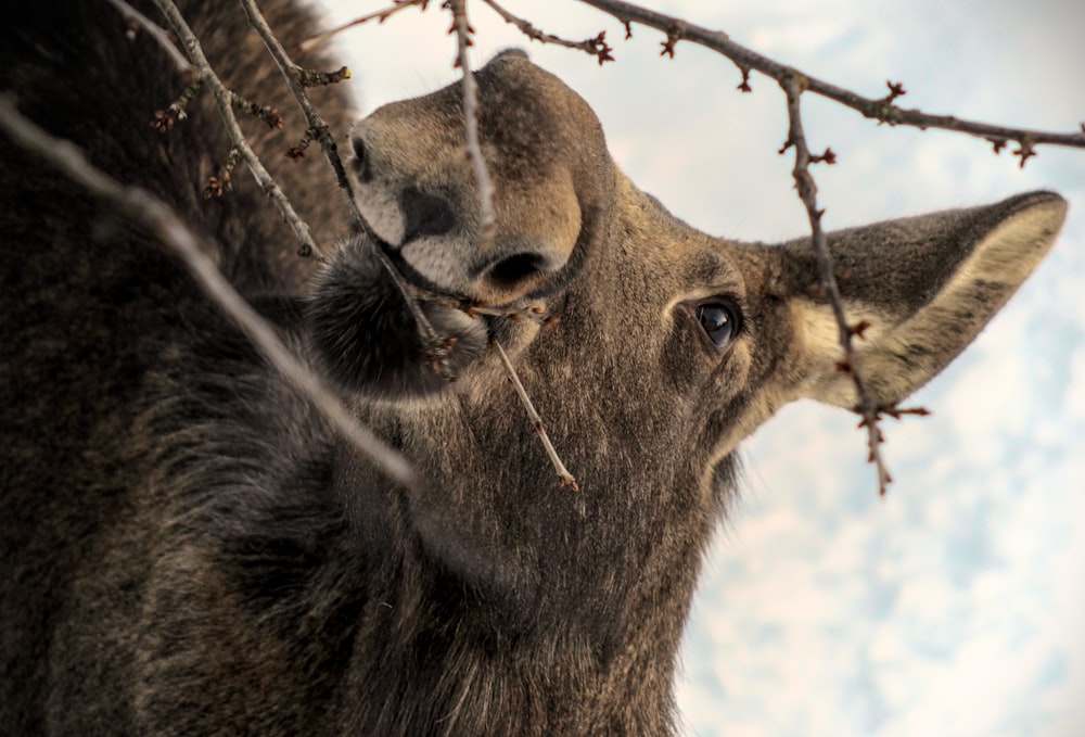 a close up of a deer's face near a tree