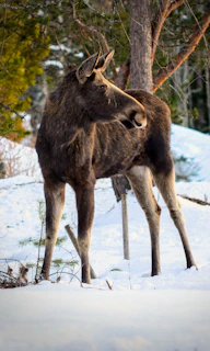 A moose standing tall in a snowy landscape with pine trees dusted in white