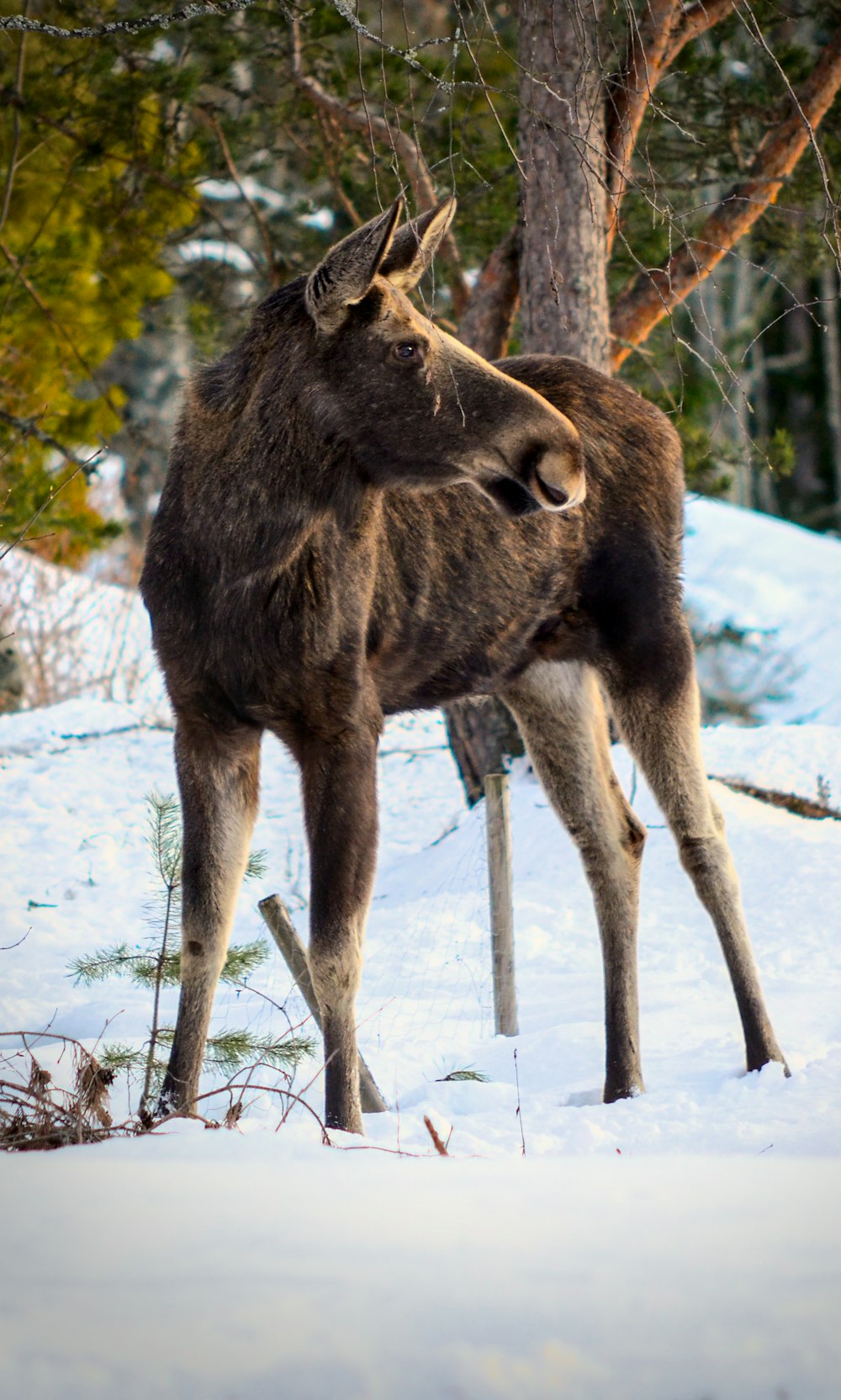 a couple of animals that are standing in the snow