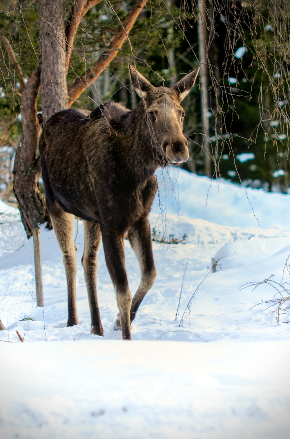 a moose standing in the snow next to a tree