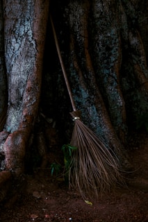 a broom stuck in the trunk of a tree