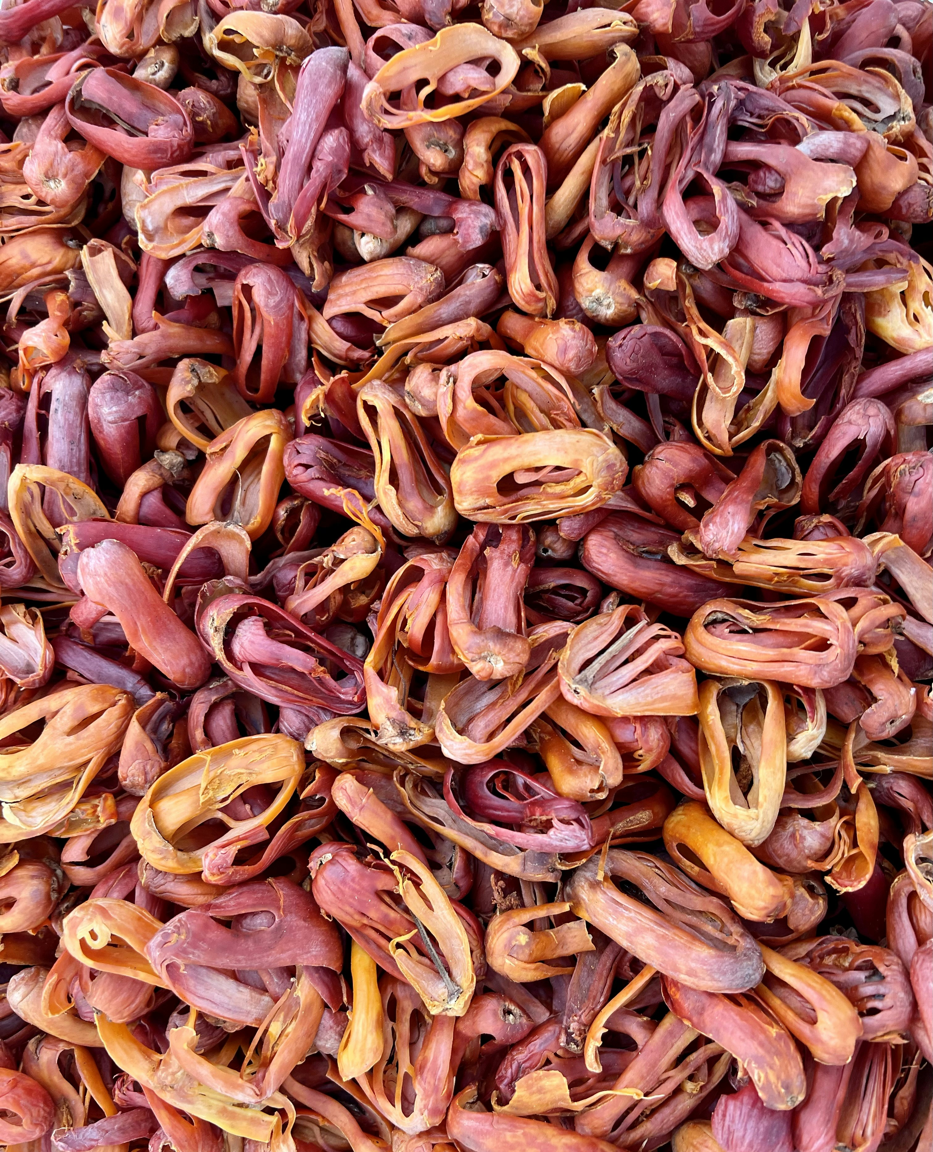 Dried mace blades showing orange-red lacy covering of nutmeg used as premium spice