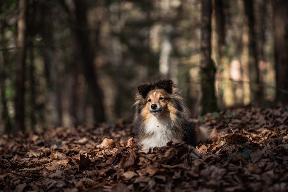 a dog is sitting in the leaves in the woods