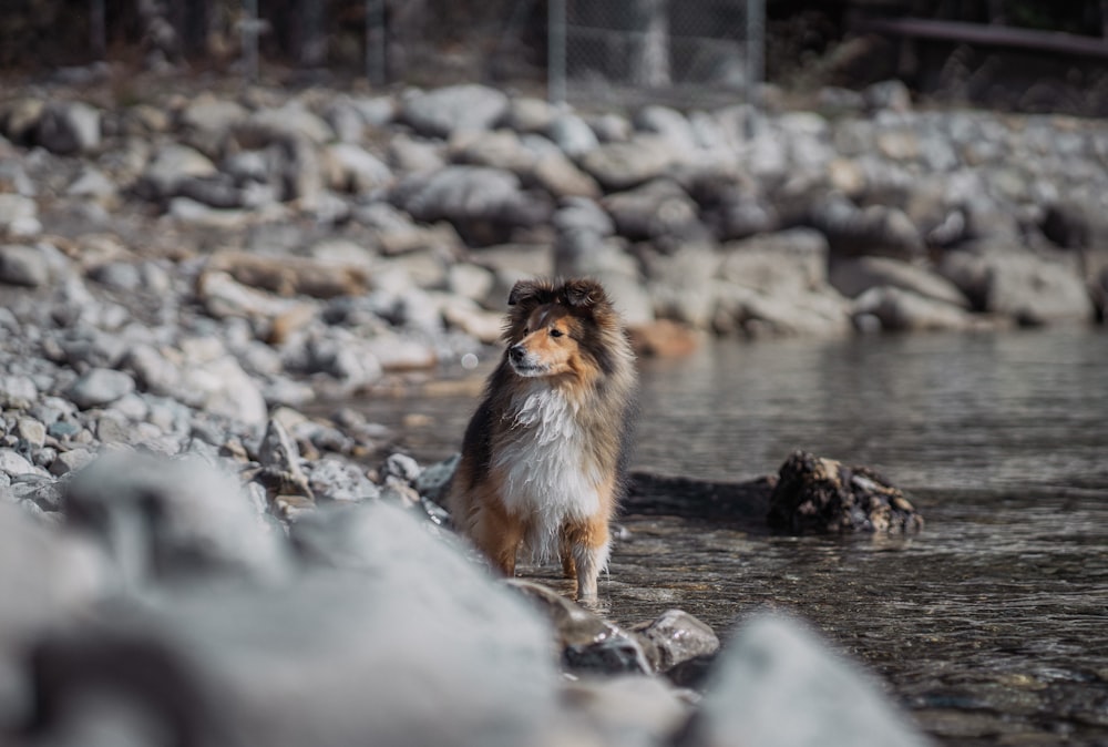 a brown and white dog standing on top of a rocky beach