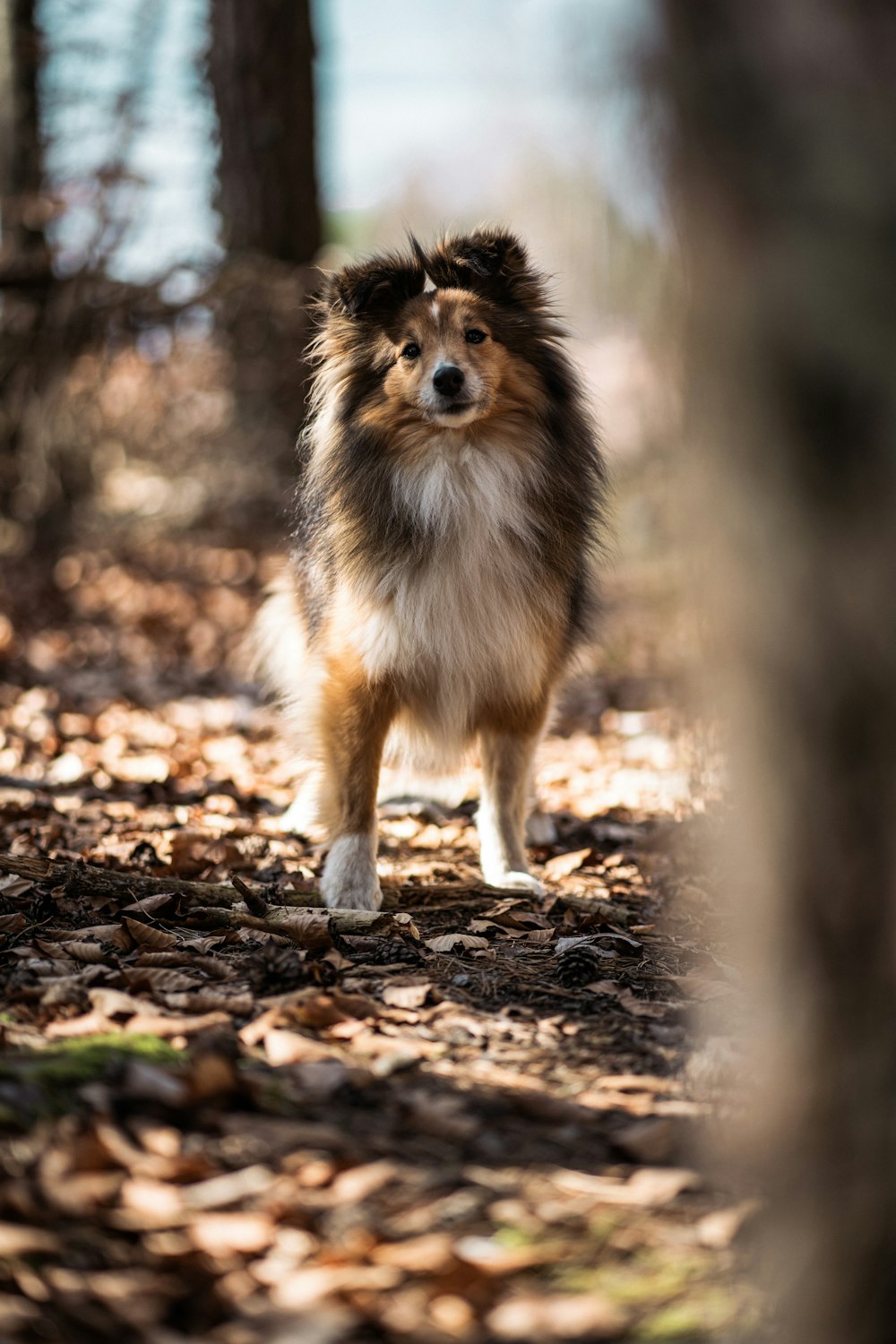 a brown and white dog standing on top of a forest floor