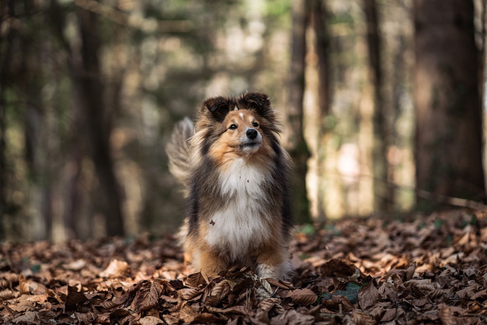 a dog is standing in the leaves in the woods