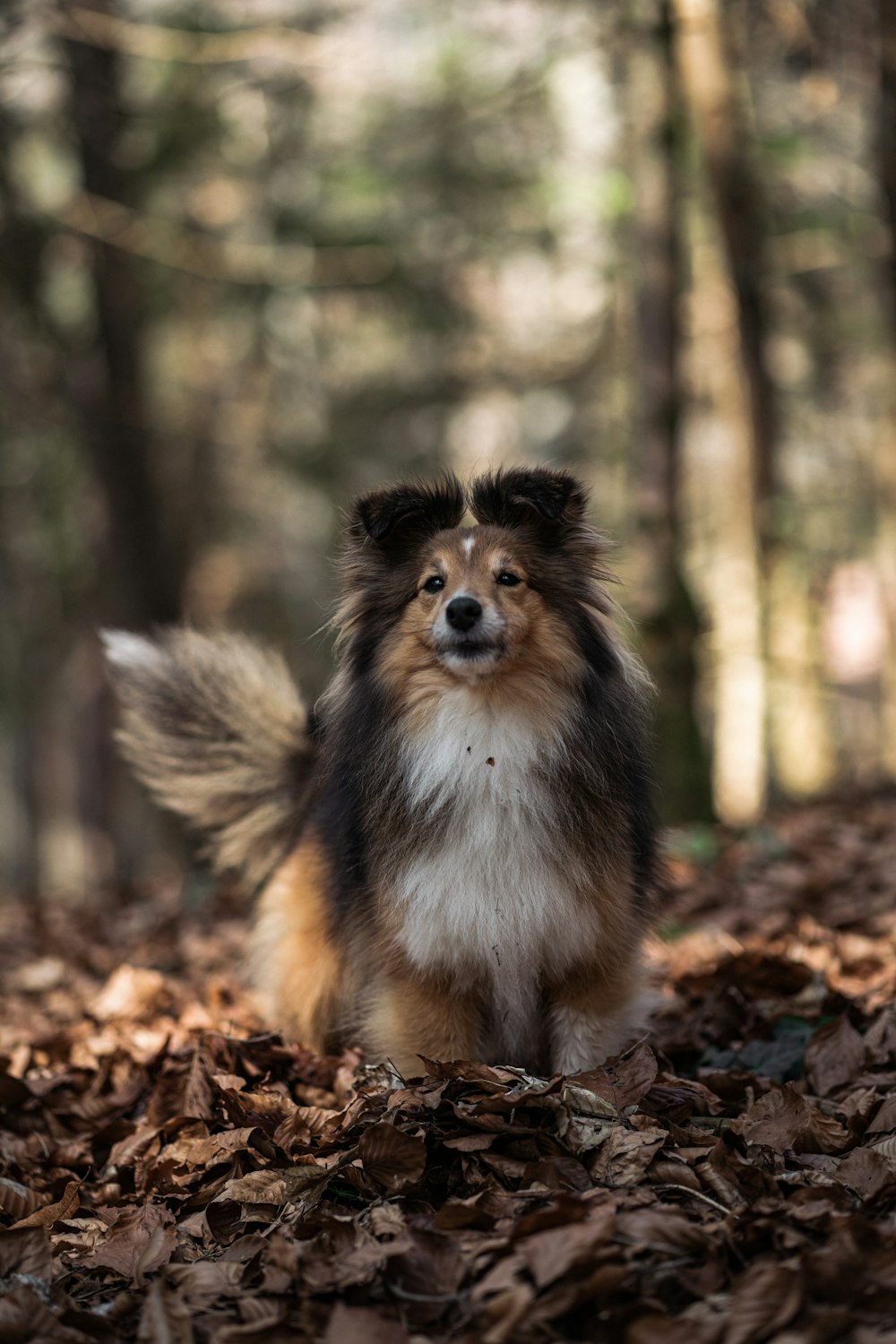 a dog standing in the middle of a forest