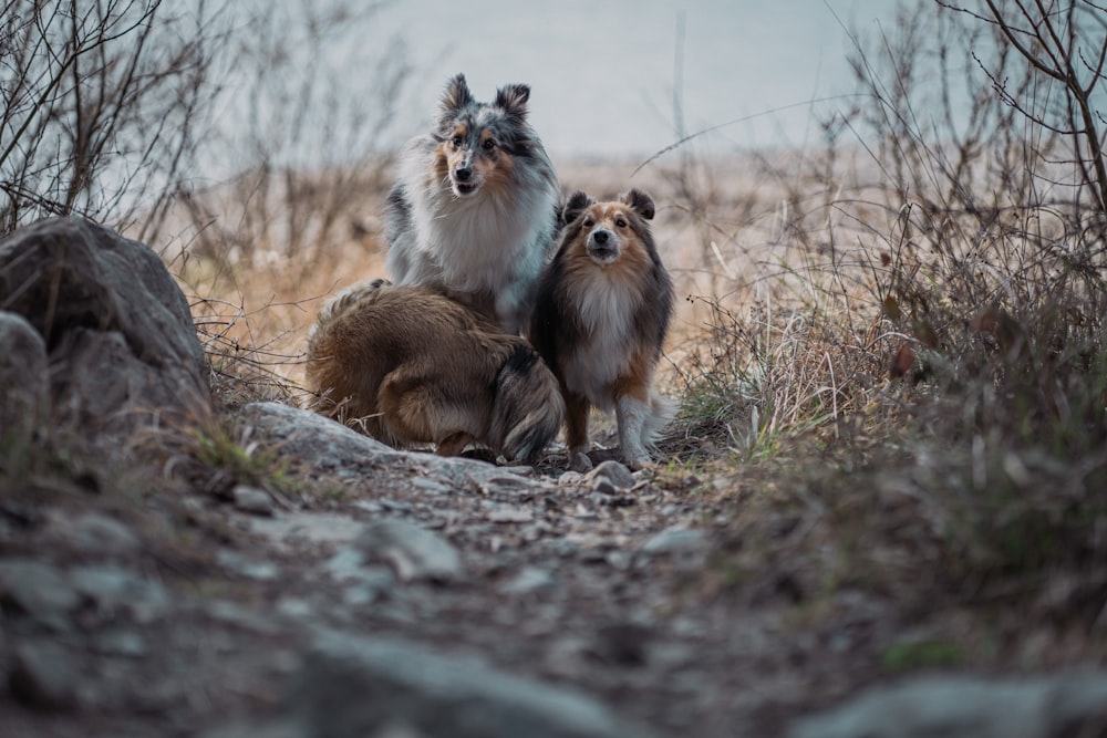 Un par de perros que están parados en la hierba