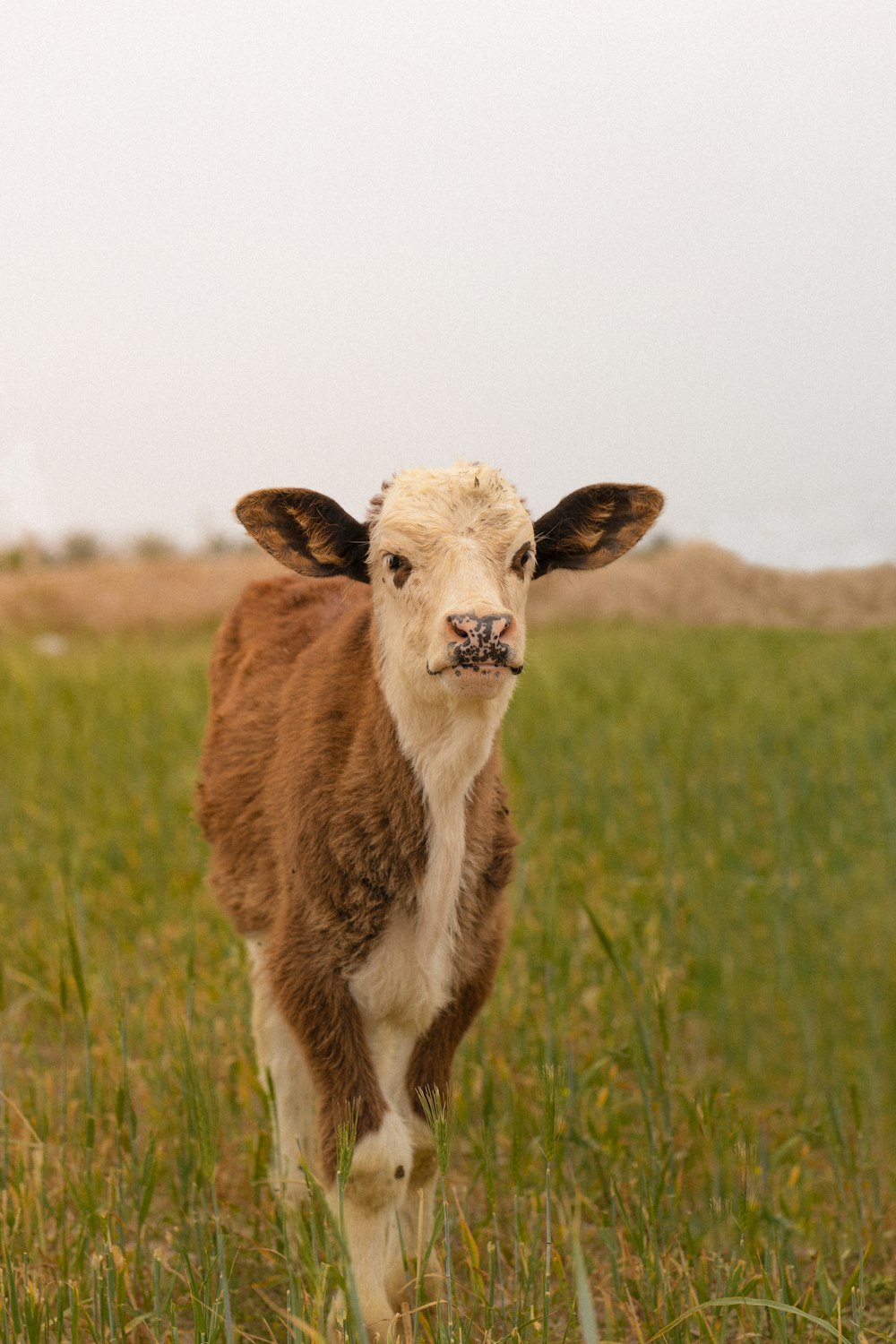 a brown and white cow standing on top of a lush green field