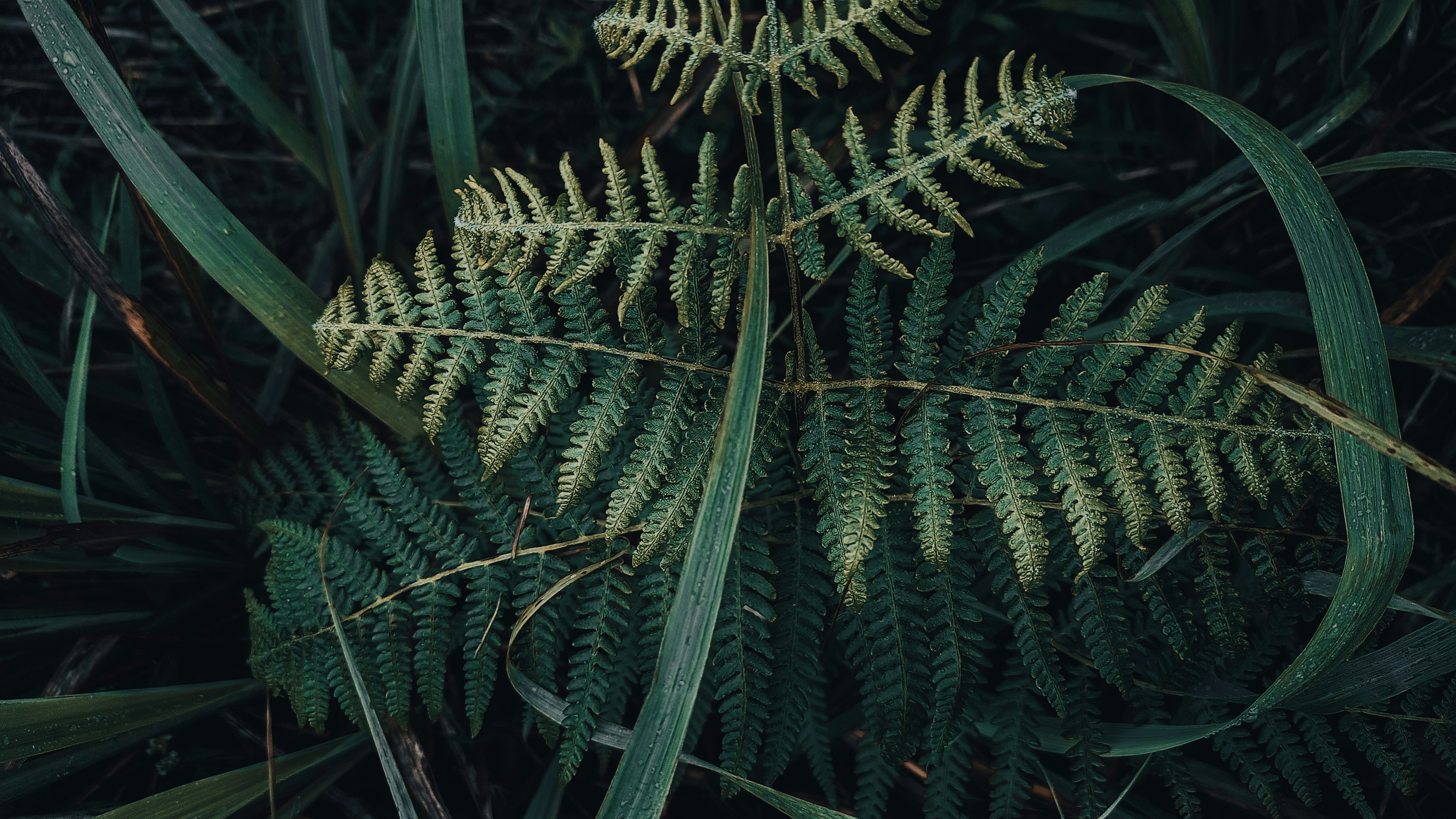 a close up of a plant with green leaves