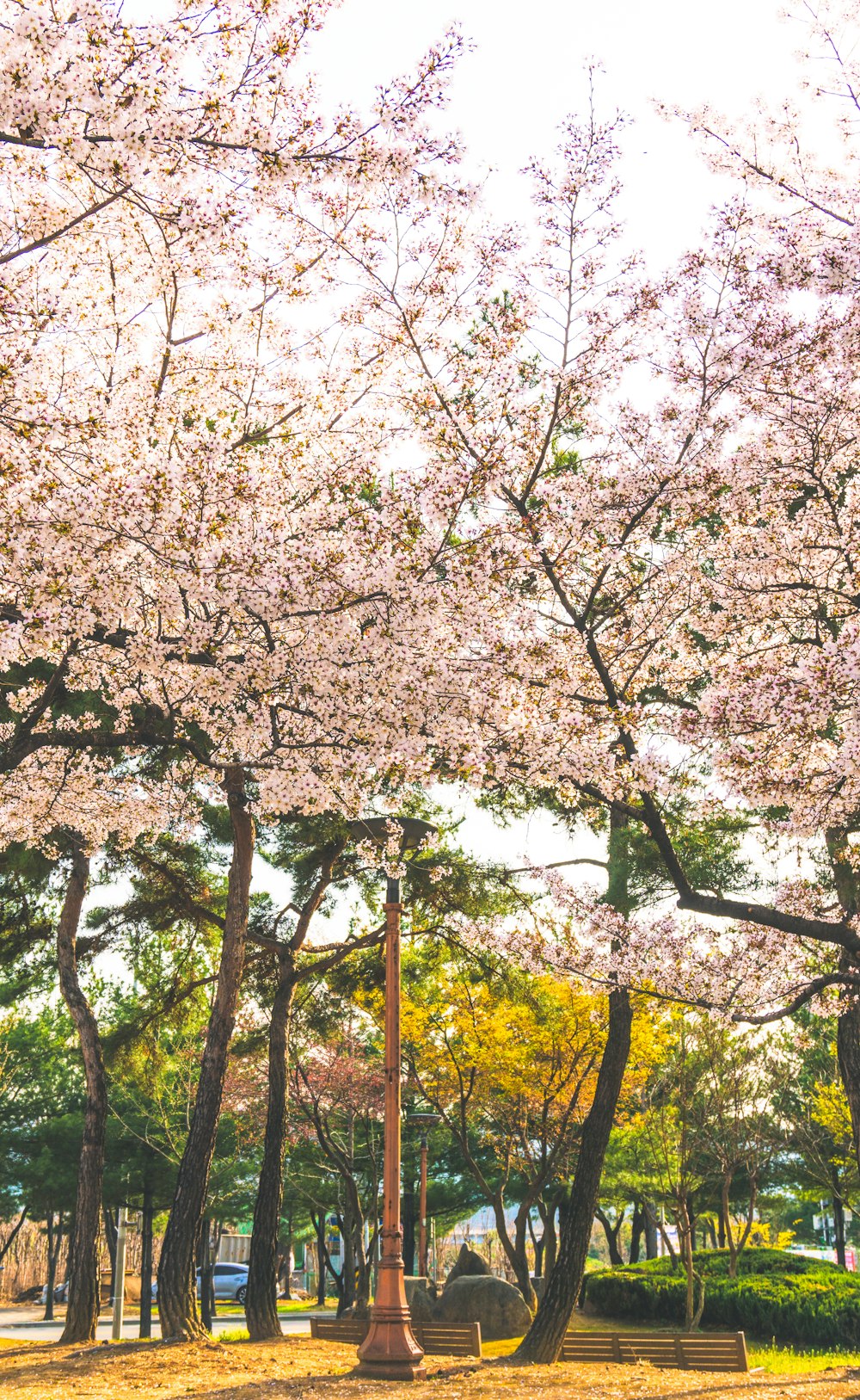 a park filled with lots of trees covered in pink flowers