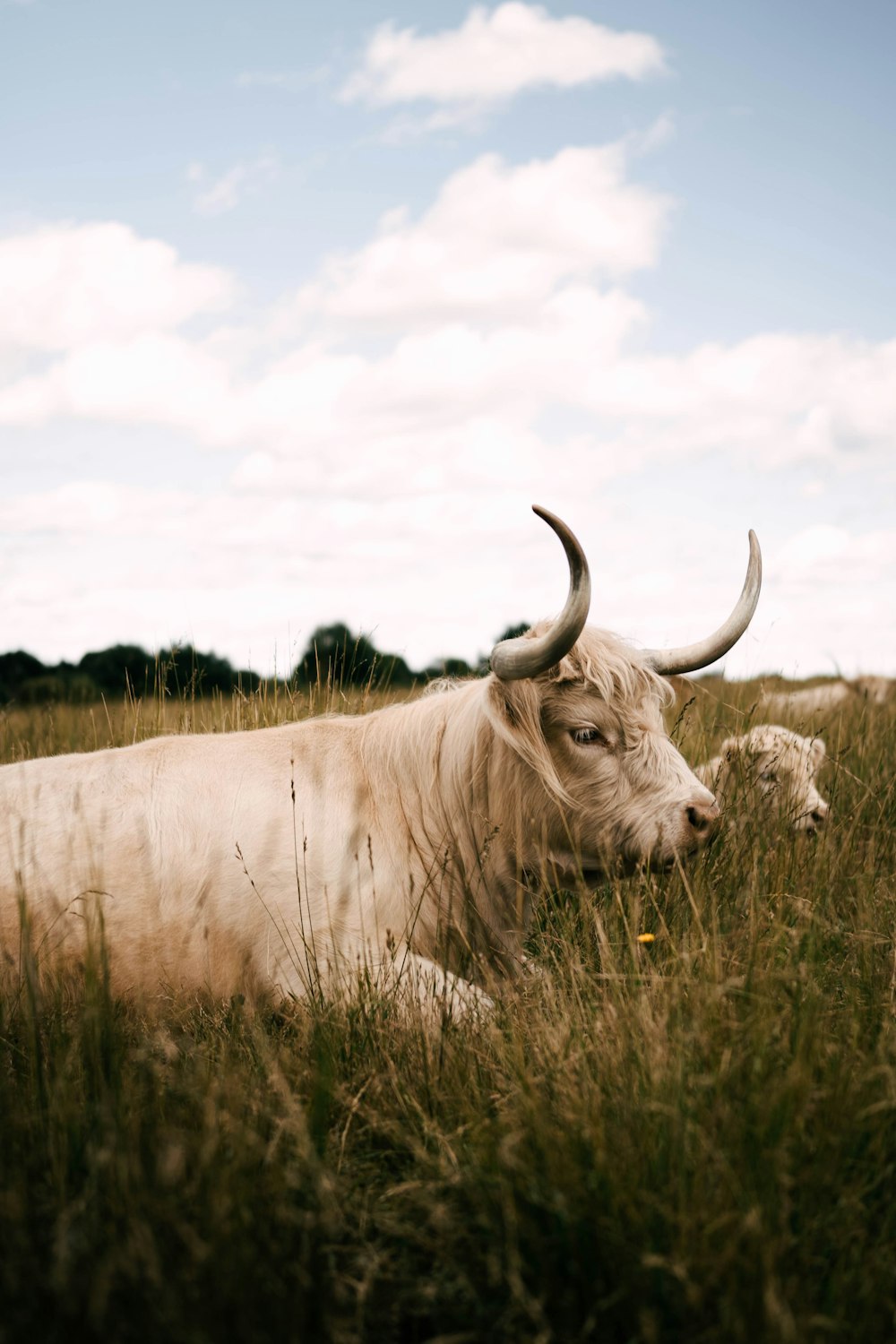 a white bull laying in a field of tall grass