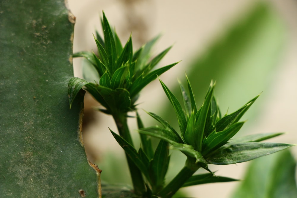 a close up of a green plant with leaves